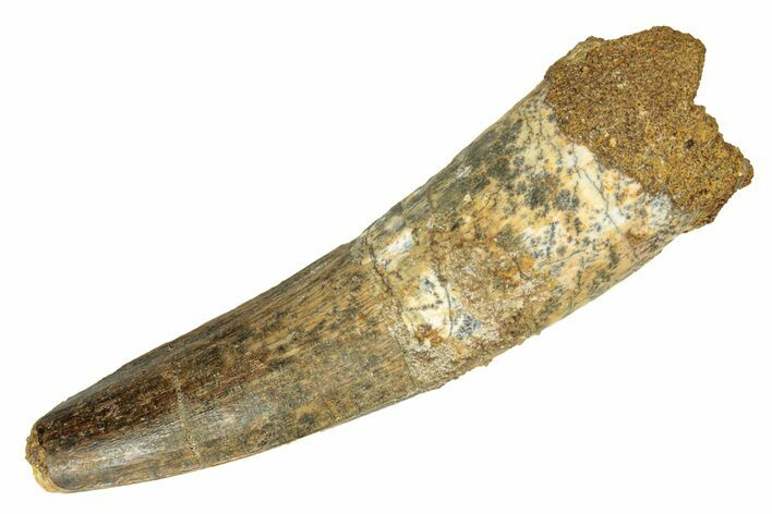 Fossil Spinosaurus Tooth - Real Dinosaur Tooth #257474